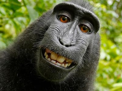 Aap zonder copyright App zonder copyright